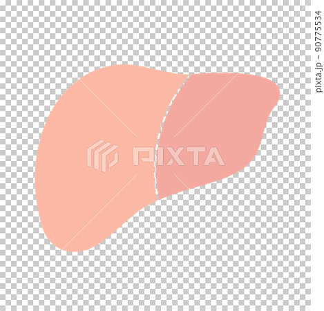 Healthy liver 90775534