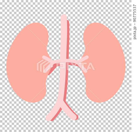 Healthy kidney Healthy kidney 90775537