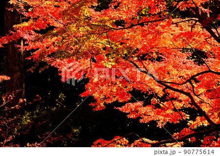 秋の風景 紅葉 秋の風景 紅葉 90775614