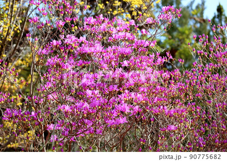 トサノミツバツツジの花 トサノミツバツツジの花 90775682