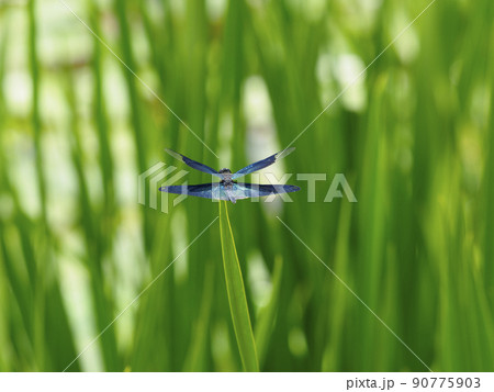 水辺の草に止まる蜻蛉 90775903