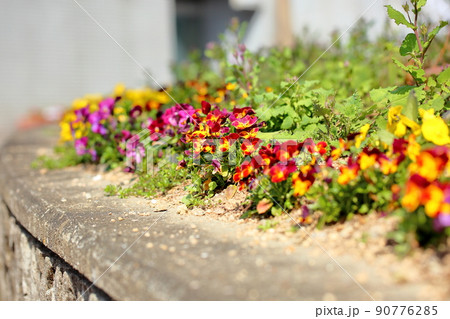 ビオラの花 90776285