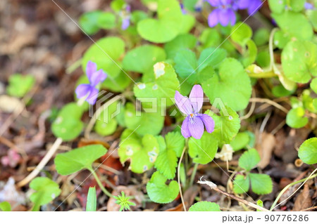 スイートバイオレットの花 90776286