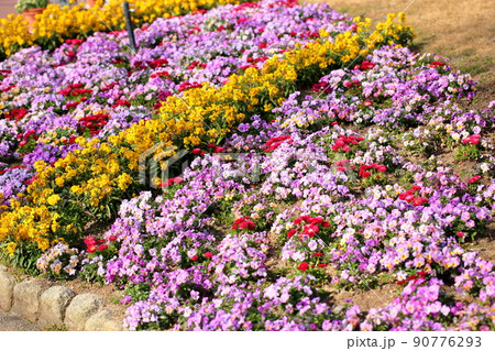 ビオラの花 ビオラの花 90776293