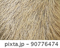 カピバラの毛並み 90776474