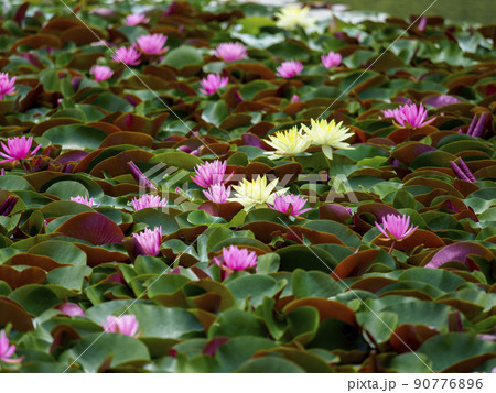 美しい睡蓮の花 美しい睡蓮の花 90776896