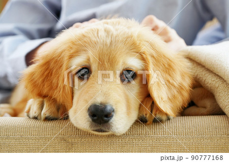 hovawart golden puppy. Young Boy Playing with his Puppy at home. 90777168