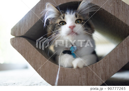 ノルウェージャンフォレストキャットの子猫 ノルウェージャンフォレストキャットの子猫 90777265