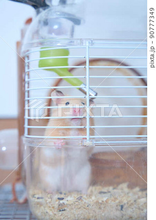 白い模様入りのキンクマハムスター 白い模様入りのキンクマハムスター 90777349