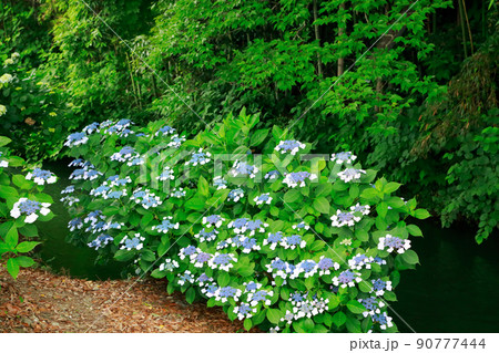 あじさい 90777444