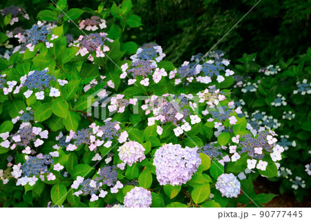 あじさい 90777445
