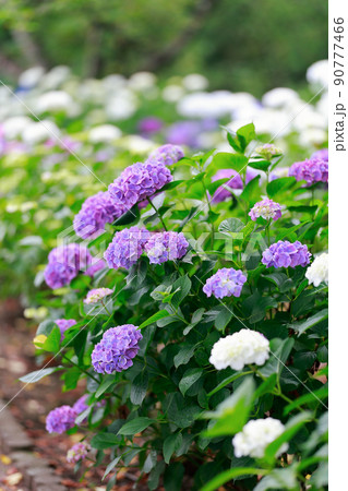 あじさい 90777466