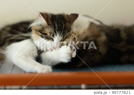 ノルウェージャンフォレストキャットの子猫とミヌエット 90777621