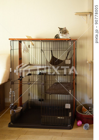 部屋でくつろぐ可愛いミヌエット 90778005