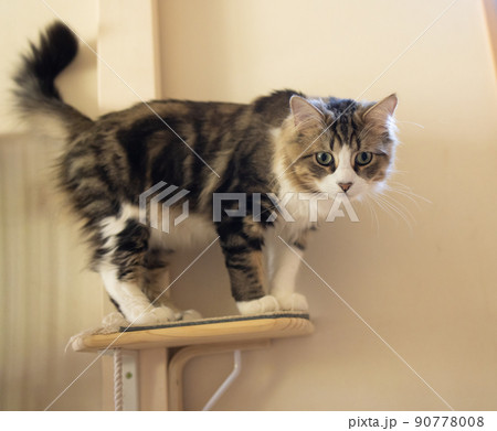 部屋でくつろぐ可愛いミヌエット 90778008