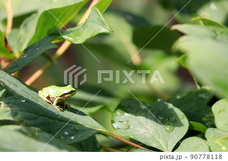 葉っぱの上に乗って遠くを見つめる緑色のカエル 90778118