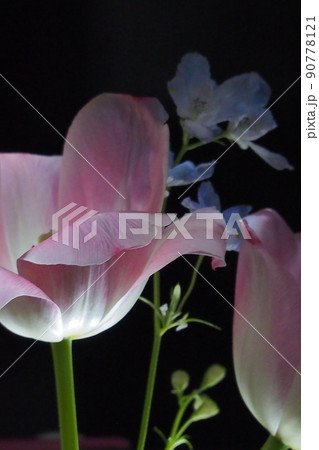かわいいお花 柔らかい色の花 かわいいお花 柔らかい色の花 90778121