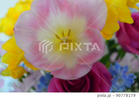 かわいいお花 柔らかい色の花 かわいいお花 柔らかい色の花 90778179