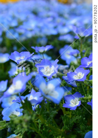 かわいいお花　柔らかい色の花 90778202