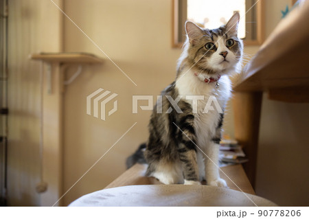 部屋でくつろぐ可愛いミヌエット 90778206