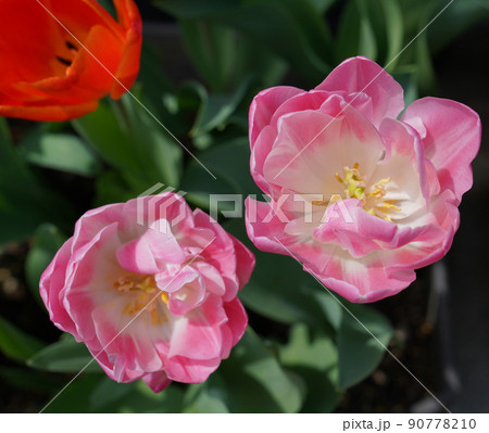 かわいいお花 柔らかい色の花 かわいいお花 柔らかい色の花 90778210