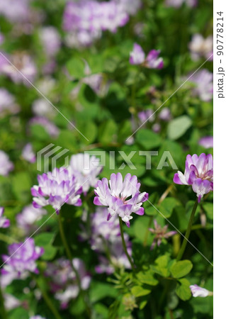 かわいいお花 柔らかい色の花 かわいいお花 柔らかい色の花 90778214
