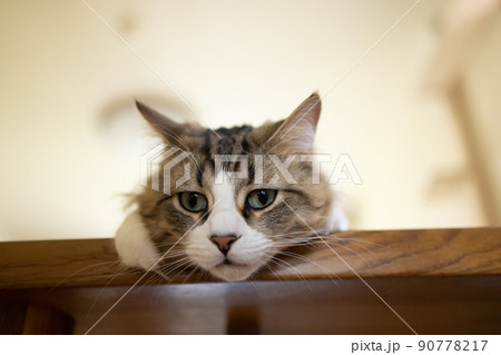 部屋でくつろぐ可愛いミヌエット 90778217