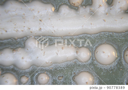 Backgrounds of Characteristics of Bacteria and Fungi for education in Microbiology laboratory. Backgrounds of Characteristics of Bacteria and Fungi for education in Microbiology laboratory. 90778389