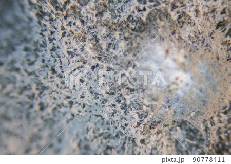 Backgrounds of Characteristics  of Bacteria and Fungi  for education in Microbiology laboratory. 90778411