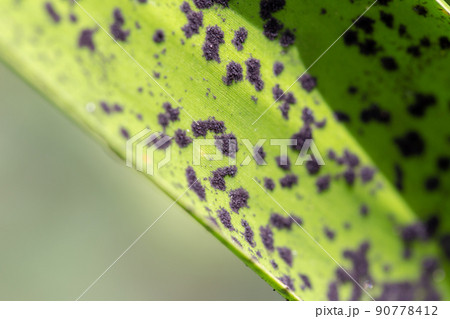 Backgrounds of Characteristics  of Bacteria and Fungi  for education in Microbiology laboratory. 90778412