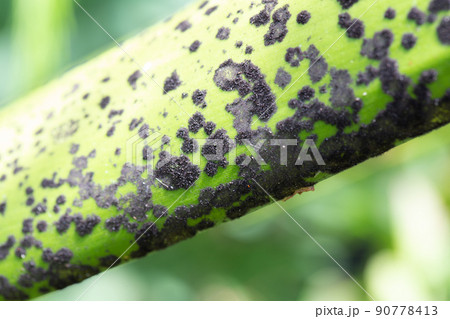 Backgrounds of Characteristics  of Bacteria and Fungi  for education in Microbiology laboratory. 90778413