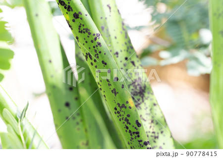 Backgrounds of Characteristics of Bacteria and Fungi for education in Microbiology laboratory. Backgrounds of Characteristics of Bacteria and Fungi for education in Microbiology laboratory. 90778415