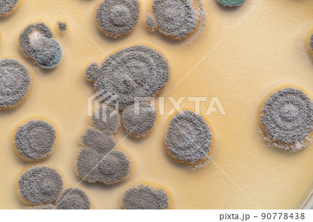 Backgrounds of Characteristics  of Bacteria and Fungi  for education in Microbiology laboratory. 90778438