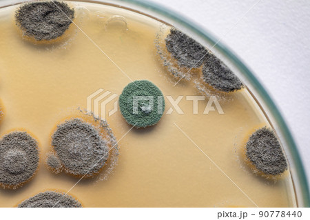 Backgrounds of Characteristics of Bacteria and Fungi for education in Microbiology laboratory. Backgrounds of Characteristics of Bacteria and Fungi for education in Microbiology laboratory. 90778440