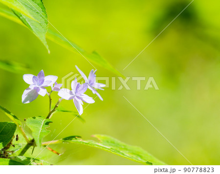 梅雨時期の景色　シーボルトが愛した美しいアジサイ　七段花 90778823