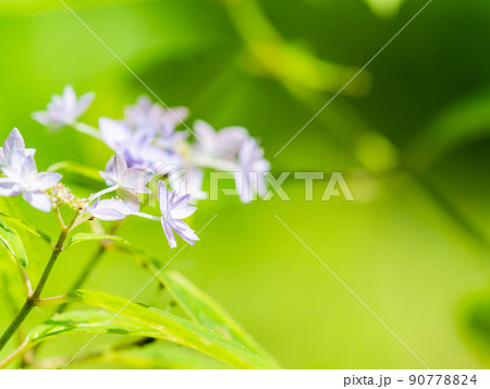 梅雨時期の景色　シーボルトが愛した美しいアジサイ　七段花 90778824