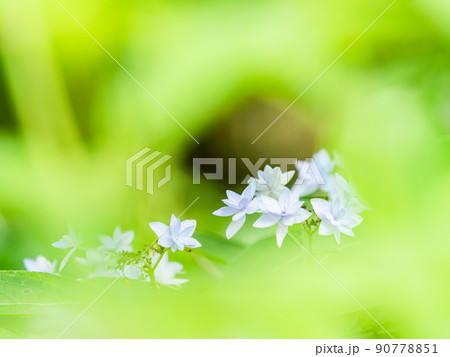 梅雨時期の景色　シーボルトが愛した美しいアジサイ　七段花 90778851