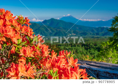 （山梨県）ツツジ咲く清里の美し森　富士山遠望　西日 90778905