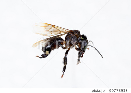 Characteristics of Honey bee and Stingless bee (Hymenoptera) for education in laboratory. Characteristics of Honey bee and Stingless bee (Hymenoptera) for education in laboratory. 90778933