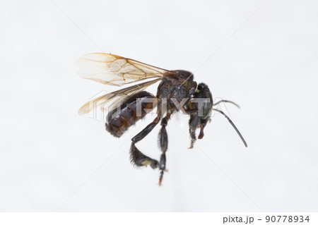 Characteristics of Honey bee and Stingless bee (Hymenoptera) for education in laboratory. Characteristics of Honey bee and Stingless bee (Hymenoptera) for education in laboratory. 90778934