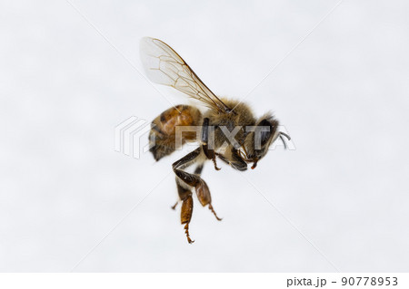 Characteristics  of  Honey bee and Stingless bee (Hymenoptera)  for education in laboratory. 90778953