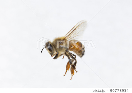 Characteristics  of  Honey bee and Stingless bee (Hymenoptera)  for education in laboratory. 90778954