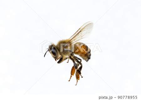 Characteristics  of  Honey bee and Stingless bee (Hymenoptera)  for education in laboratory. 90778955