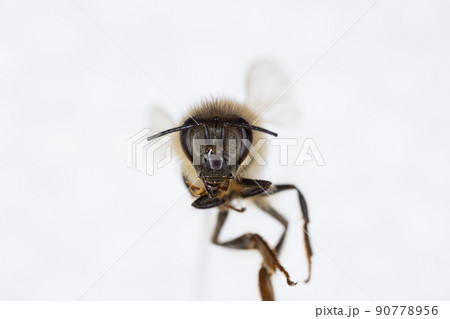 Characteristics  of  Honey bee and Stingless bee (Hymenoptera)  for education in laboratory. 90778956