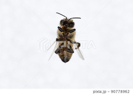 Characteristics of Honey bee and Stingless bee (Hymenoptera) for education in laboratory. Characteristics of Honey bee and Stingless bee (Hymenoptera) for education in laboratory. 90778962