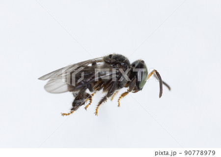 Characteristics of Honey bee and Stingless bee (Hymenoptera) for education in laboratory. Characteristics of Honey bee and Stingless bee (Hymenoptera) for education in laboratory. 90778979