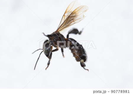 Characteristics  of  Honey bee and Stingless bee (Hymenoptera)  for education in laboratory. Characteristics  of  Honey bee and Stingless bee (Hymenoptera)  for education in laboratory. 90778981