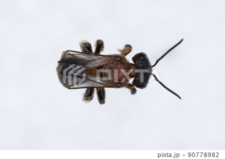 Characteristics  of  Honey bee and Stingless bee (Hymenoptera)  for education in laboratory. Characteristics  of  Honey bee and Stingless bee (Hymenoptera)  for education in laboratory. 90778982