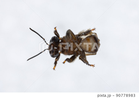 Characteristics  of  Honey bee and Stingless bee (Hymenoptera)  for education in laboratory. Characteristics  of  Honey bee and Stingless bee (Hymenoptera)  for education in laboratory. 90778983