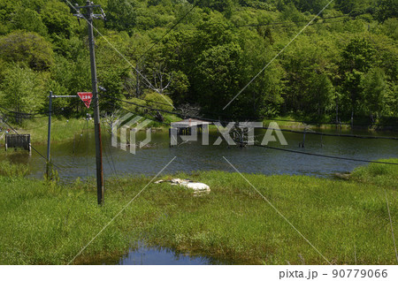 洞爺 西山山麓火口（西新山沼に沈んだ白い車） 90779066